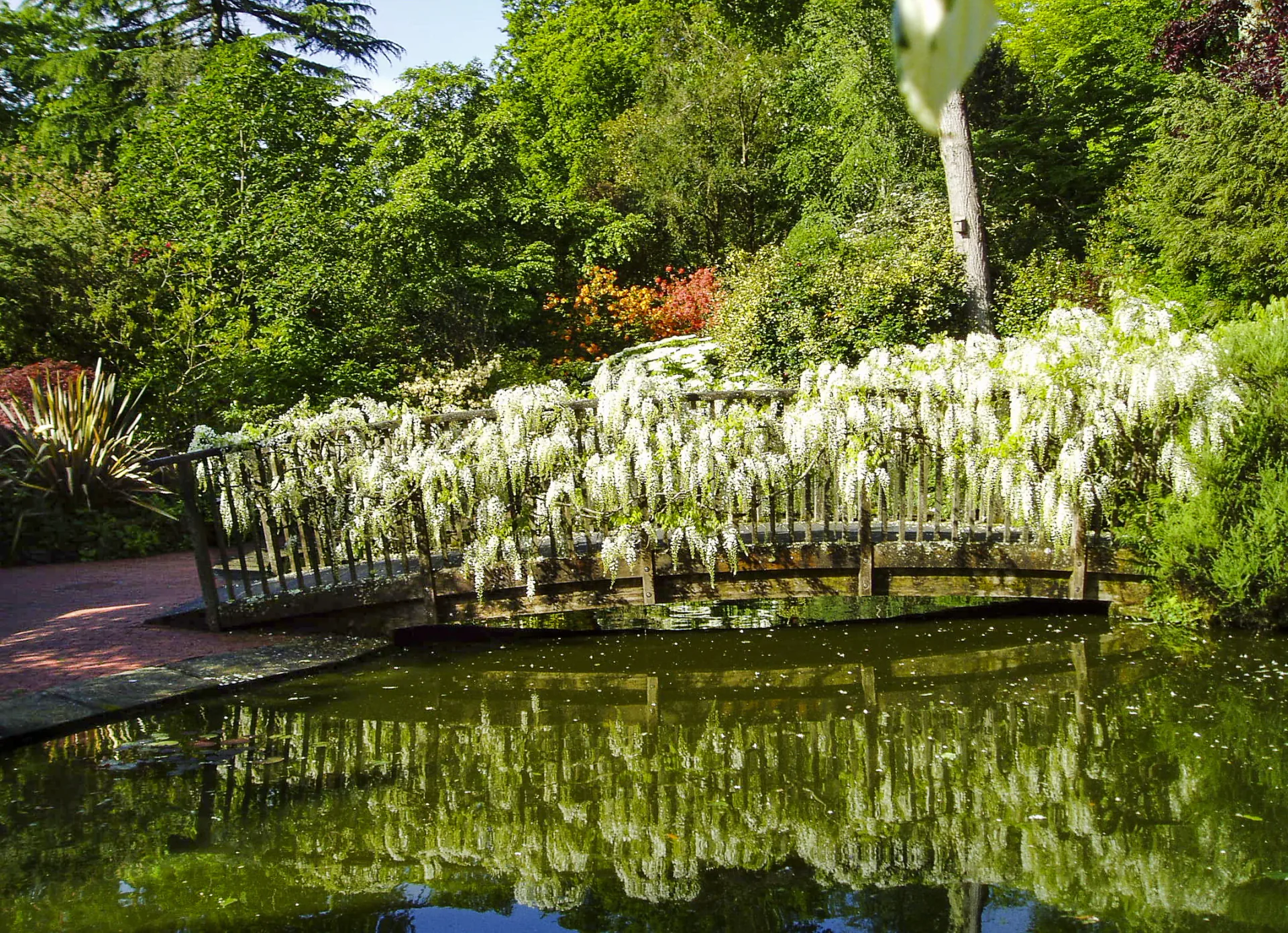 Bridge Garden at Pinetum Gardens Cornwall - Wisteria-covered Moon Bridge with water cascading over rocks