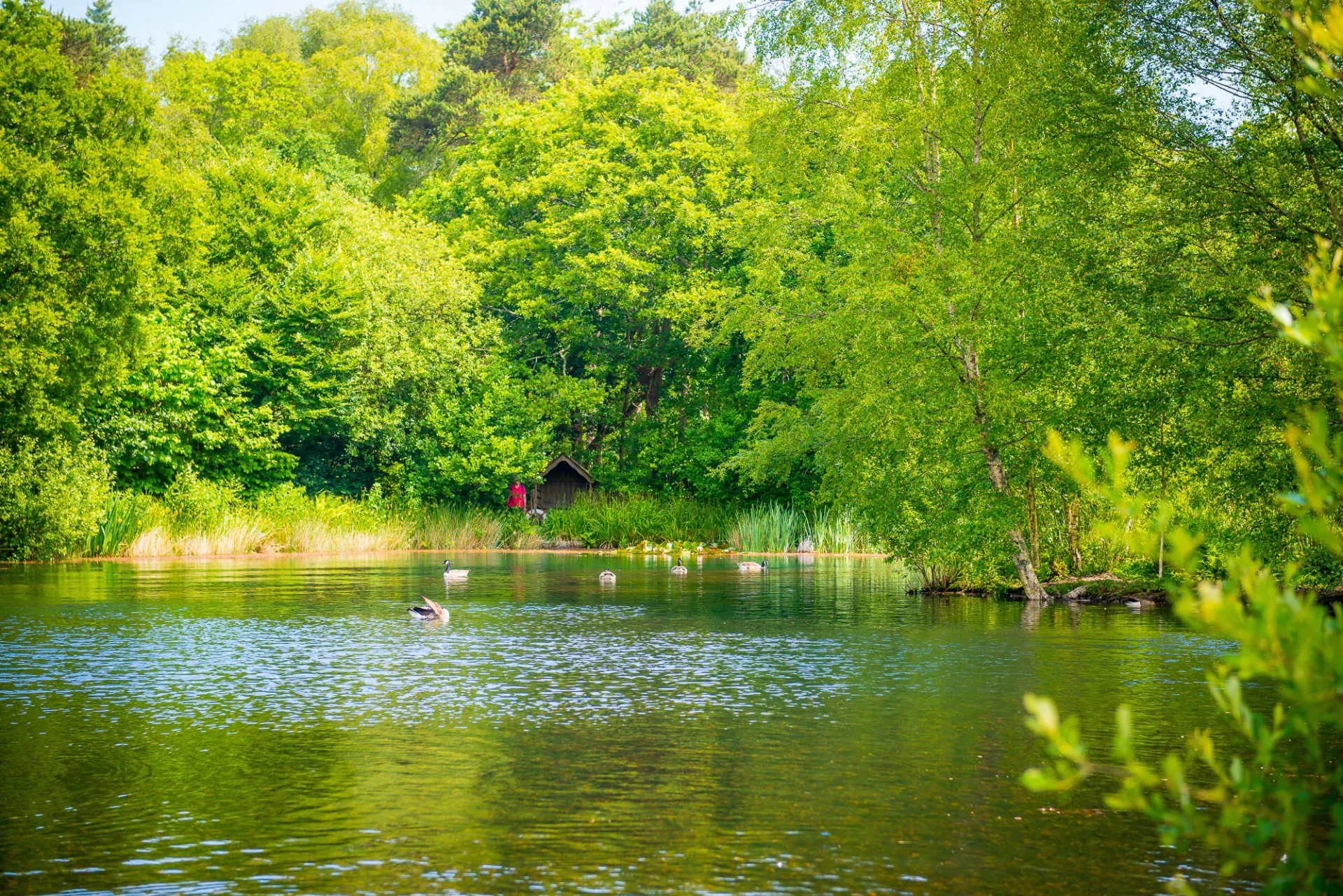 Lake and Wildflower Meadow at Pinetum Gardens Cornwall - Feed the swans, wild fowl, and watch the flock of geese