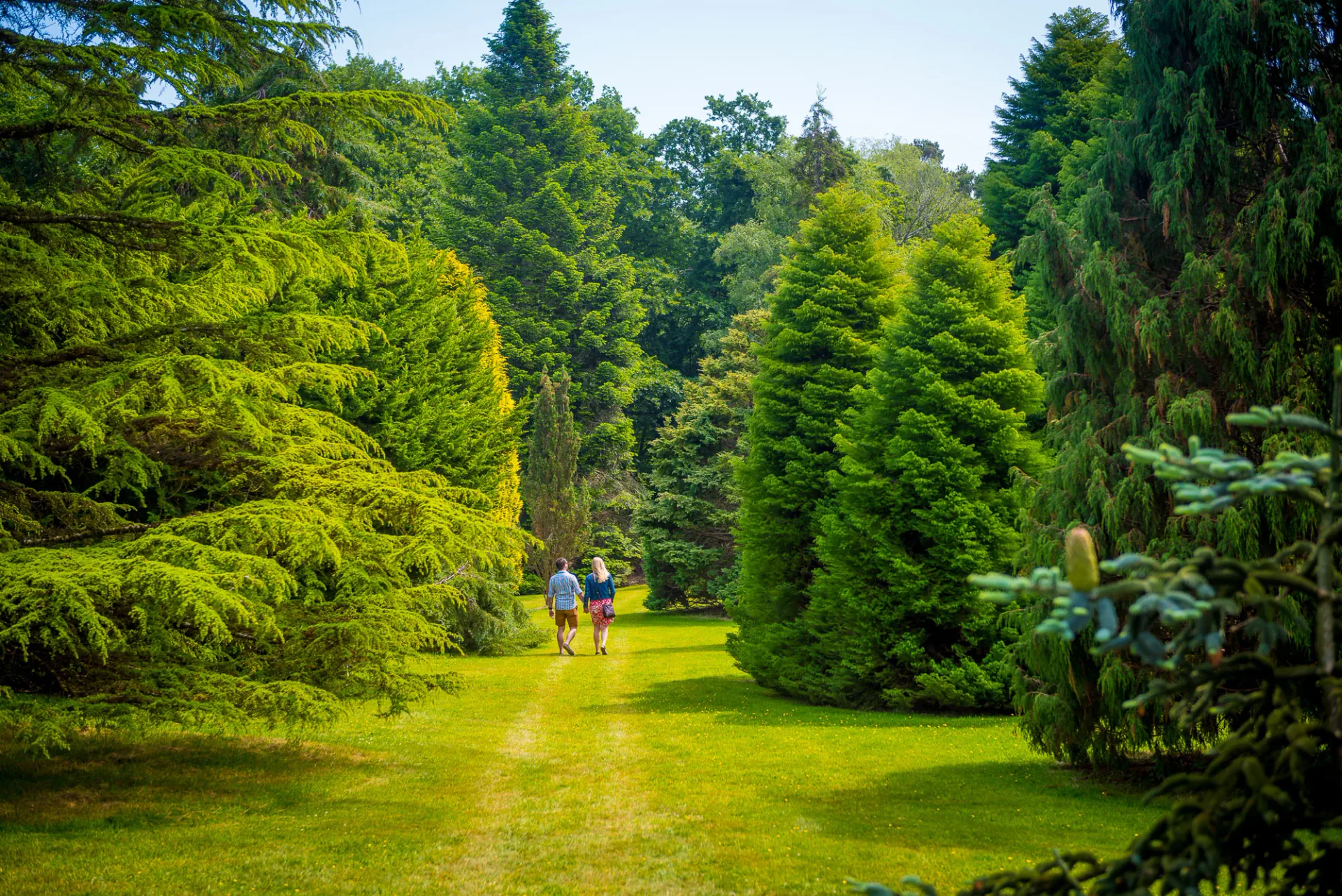 The Pinetum at Pinetum Gardens Cornwall - 80 conifers of different shapes and sizes, designed like an amphitheatre