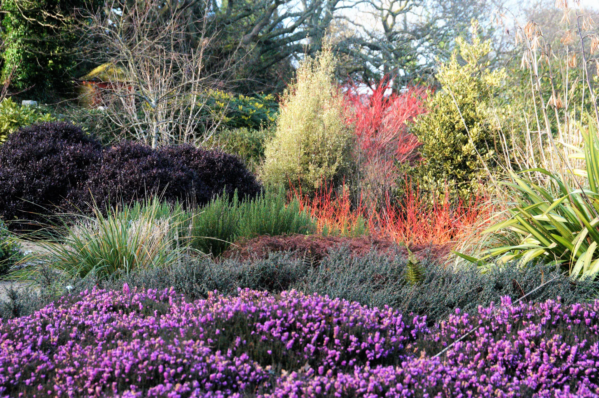 Winter Garden at Pinetum Gardens Cornwall - The largest and considered by many as the best garden here