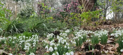 Woodland Walk at Pinetum Gardens Cornwall - The first approach of visiting the garden